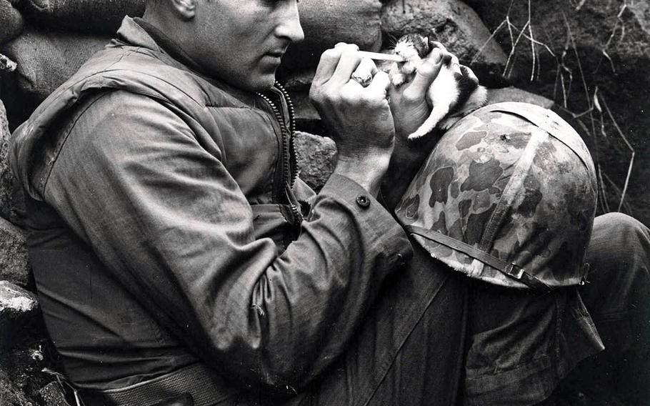 Then-Korean War correspondent Frank Praytor feeds canned milk to a kitten whose mother was killed by a mortar barrage, Oct. 18, 1952.
